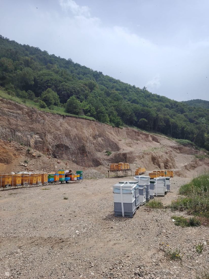 Dağ yamacında arı pətəkləri