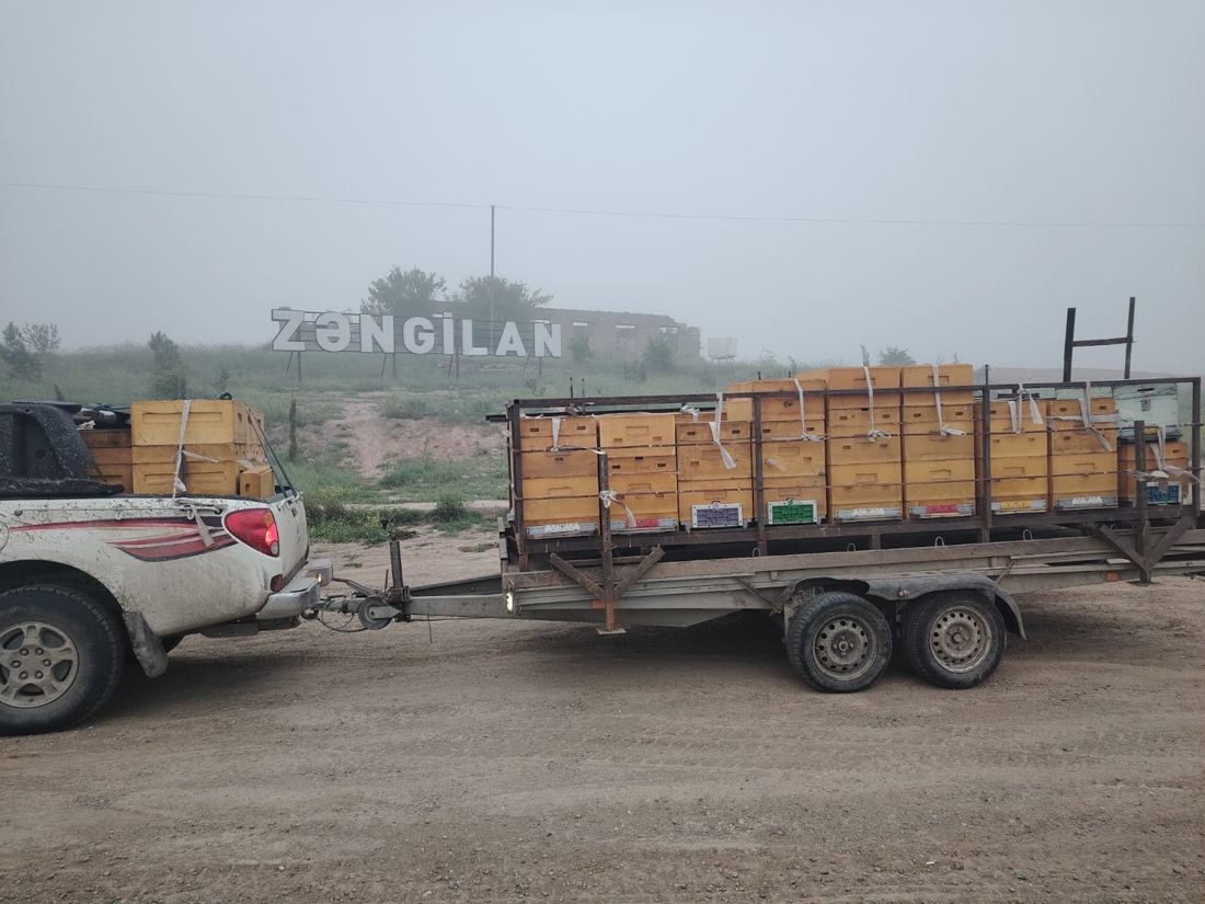 Zəngilana daşınan arı pətəkləri